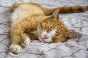 cat